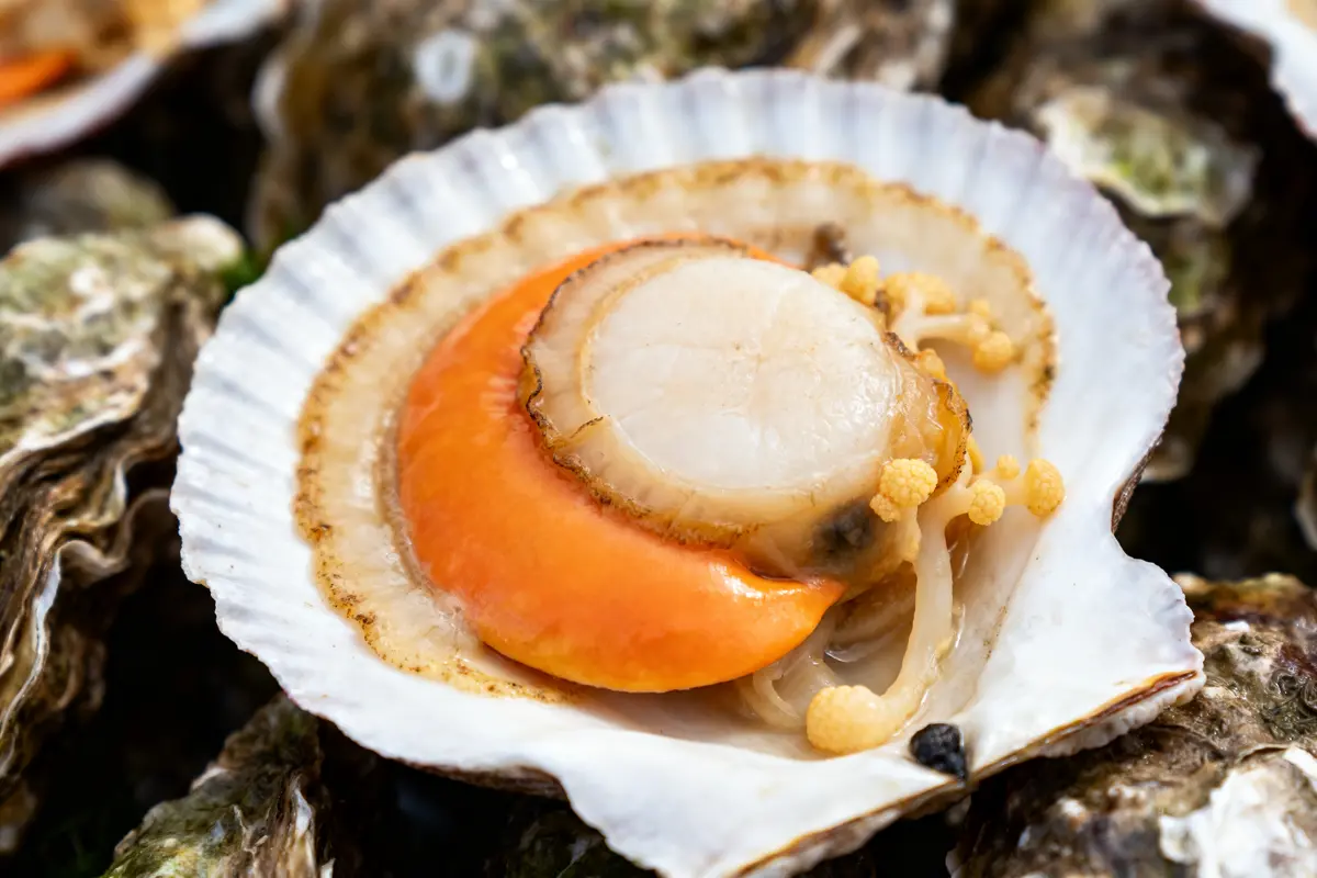 Coquille Saint-Jacques bretonne fraîche ouverte avec corail sur fond de coquilles.