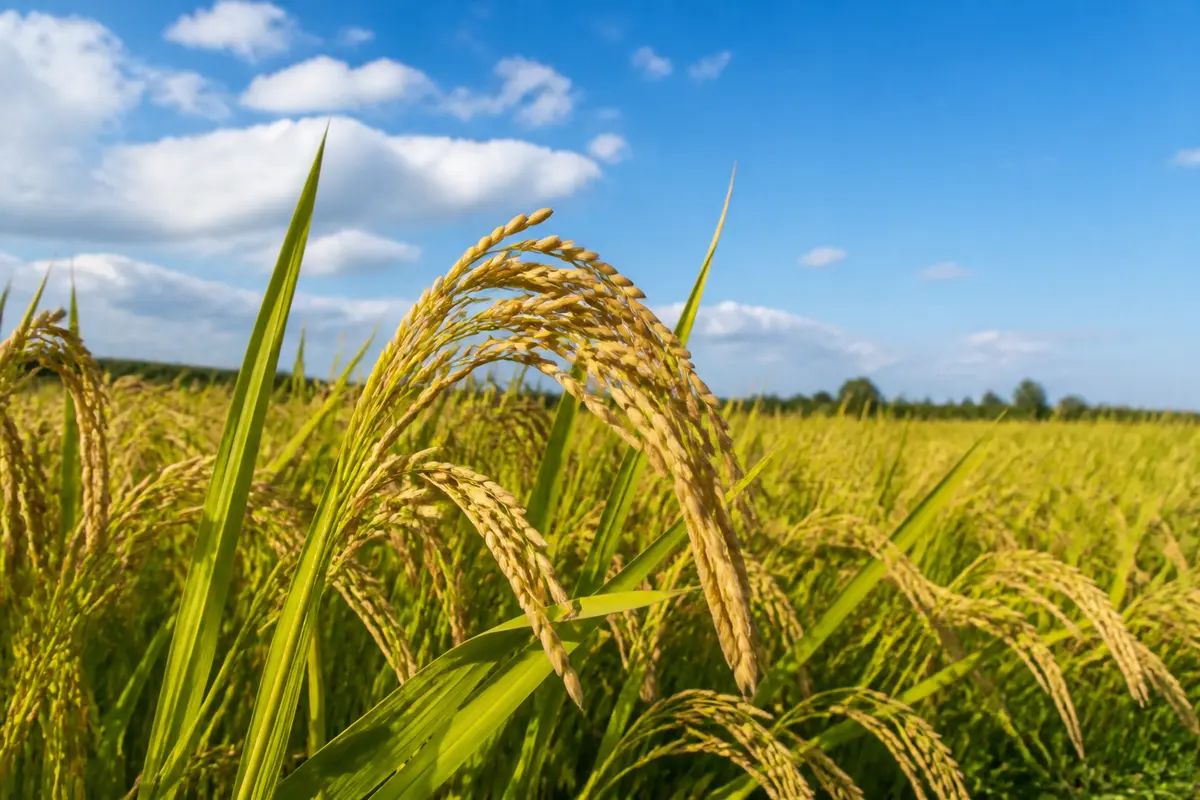 Champ de riz sous un ciel bleu mettant en valeur le gluten de riz mûr.