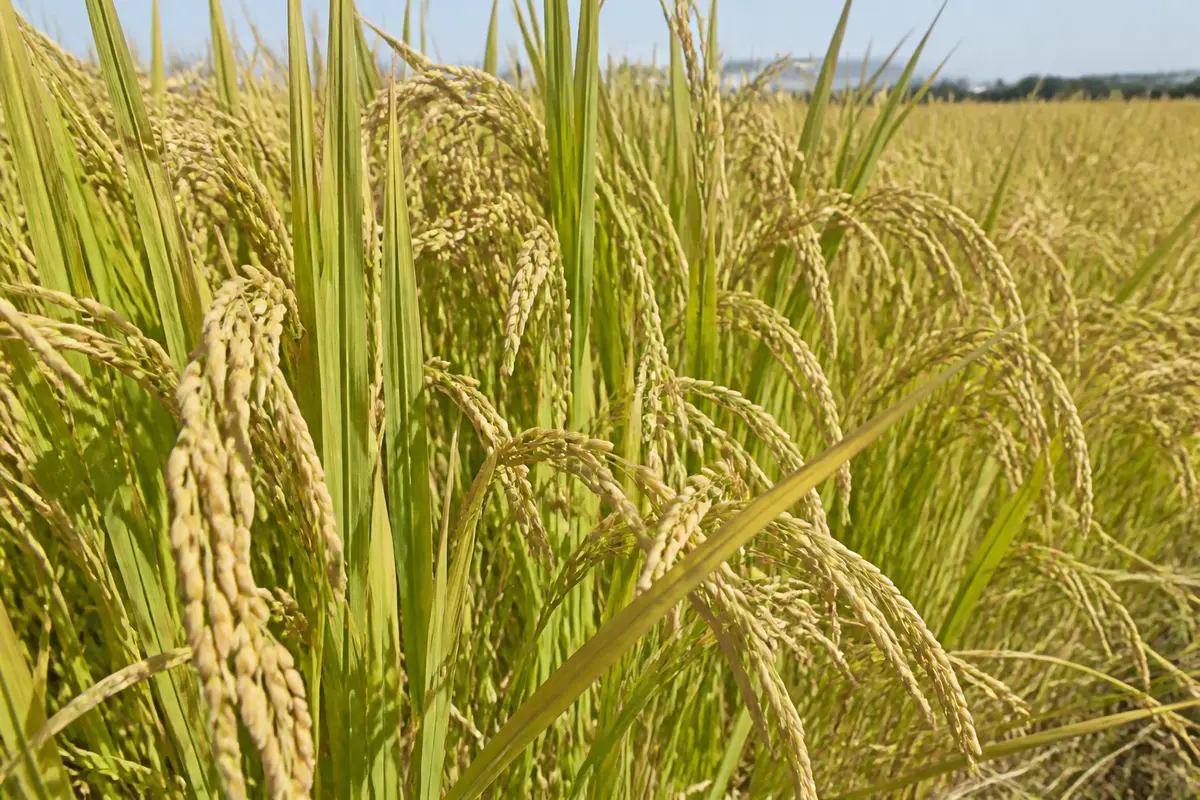 Champ de riz bomba mûrissant sous le soleil avec ciel en arrière-plan